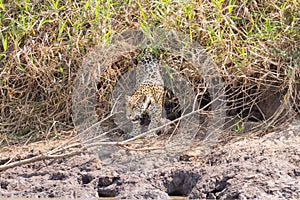 Jaguar from Pantanal, Brazil