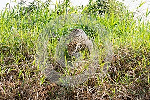 Jaguar from Pantanal, Brazil