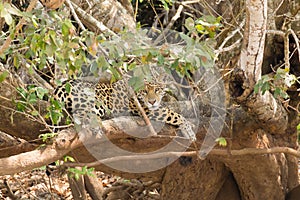 Jaguar from Pantanal, Brazil