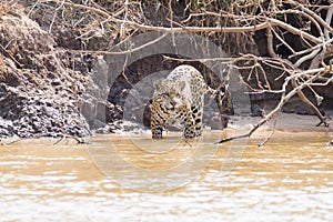 Jaguar from Pantanal, Brazil