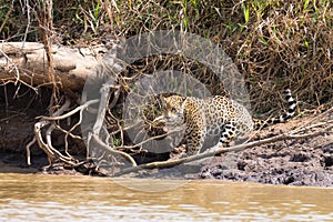 Jaguar from Pantanal, Brazil