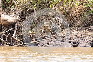 Jaguar from Pantanal, Brazil