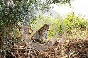 Jaguar from Pantanal, Brazil