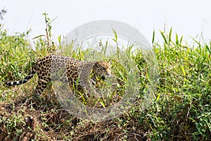 Jaguar from Pantanal, Brazil