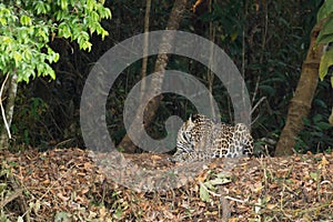 Jaguar from Pantanal, Brazil