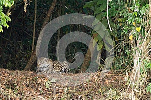 Jaguar from Pantanal, Brazil