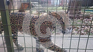 Jaguar / Panther - the spotted amazonian feline at zoo