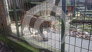 Jaguar / Panther - the spotted amazonian feline at zoo