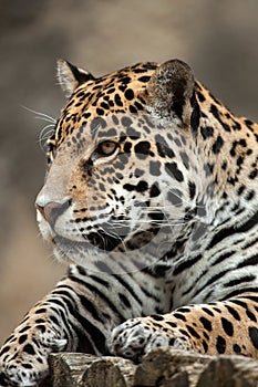 Jaguar Panthera onca.