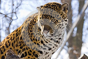 Jaguar (Panthera onca)