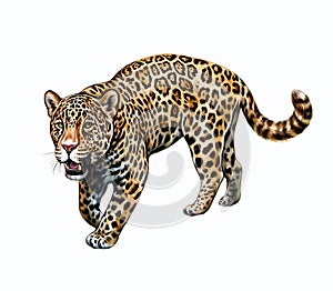 Jaguar Panthera onca