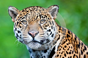 Jaguar - Panthera onca photo