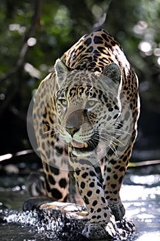A jaguar (Panthera onca)
