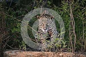 Jaguar, Panthera onca