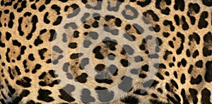 Jaguar, Panthera onca