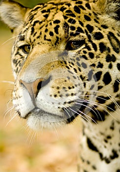 Jaguar - Panthera onca