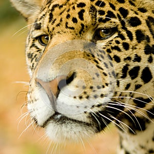 Jaguar - Panthera onca