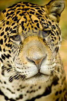 Jaguar - Panthera onca