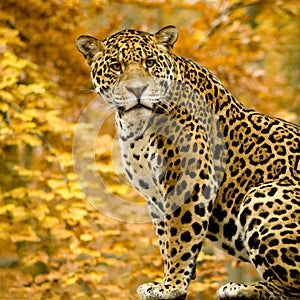 Jaguar - Panthera onca