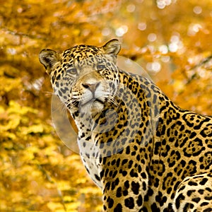 Jaguar - Panthera onca