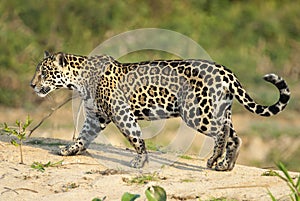 Jaguar, Panthera onca photo