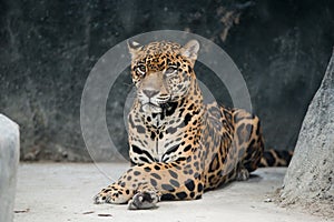 Jaguar ( Panthera onca )