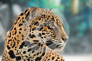 Jaguar ( Panthera onca )