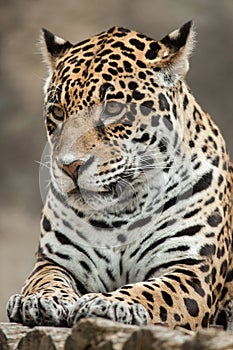 Jaguar Panthera onca.