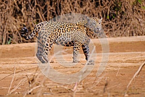 Jaguar, Panthera Onca, along the Cuiaba River, Porto Jofre, Pantanal Matogrossense, Mato Grosso do Sul, Brazil