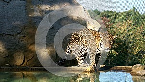 The jaguar (Panthera onca) is a big cat, a feline in the Panthera genus