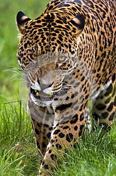 Jaguar - Panthera onca - Brazil