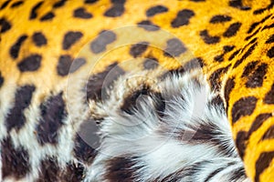 Jaguar Panthera onca, Close-up of feline skin pattern in Pantanal, Brazil