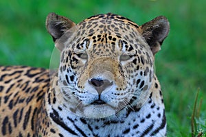 The jaguar Panthera onca close up portrait