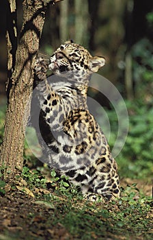 JAGUAR panthera onca, CUB CLAWING TREE BARK photo