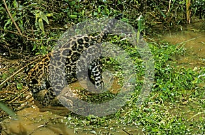 Jaguar, panthera onca, Cub with Fish