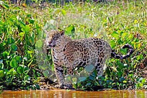 Jaguar, Panthera Onca, Cuiaba River, Porto Jofre, Pantanal Matogrossense, Mato Grosso do Sul, Brazil photo