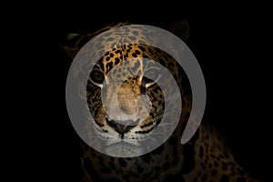 Jaguar ( Panthera onca ) in the dark