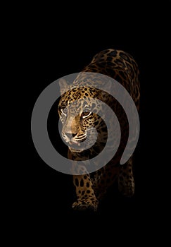 Jaguar ( panthera onca ) in the dark