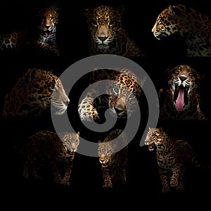 Jaguar ( panthera onca ) in the dark