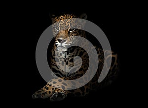 Jaguar ( Panthera onca ) in the dark