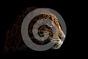 Jaguar ( Panthera onca ) in the dark