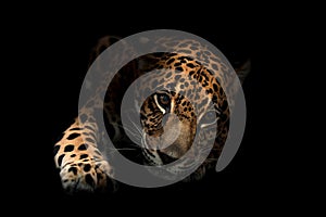 Jaguar ( Panthera onca )in the dark