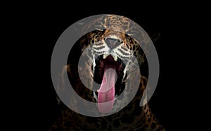 Jaguar ( Panthera onca ) in the dark