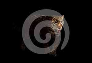 Jaguar ( panthera onca ) in the dark