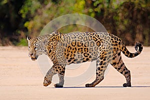 Jaguar, Panthera Onca, Female, Cuiaba River, Porto Jofre, Pantanal Matogrossense, Mato Grosso do Sul, Brazil
