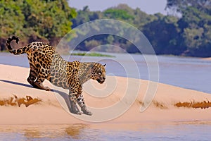 Jaguar, Panthera Onca, Female, Cuiaba River, Porto Jofre, Pantanal Matogrossense, Mato Grosso do Sul, Brazil