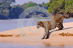 Jaguar, Panthera Onca, Female, Cuiaba River, Porto Jofre, Pantanal Matogrossense, Mato Grosso do Sul, Brazil photo