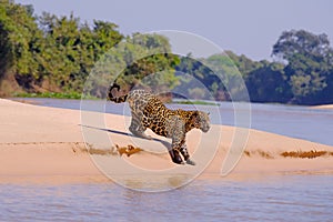 Jaguar, Panthera Onca, Female, Cuiaba River, Porto Jofre, Pantanal Matogrossense, Mato Grosso do Sul, Brazil