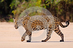 Jaguar, Panthera Onca, Female, Cuiaba River, Porto Jofre, Pantanal Matogrossense, Mato Grosso do Sul, Brazil photo