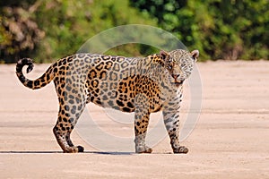 Jaguar, Panthera Onca, Female, Cuiaba River, Porto Jofre, Pantanal Matogrossense, Mato Grosso do Sul, Brazil photo